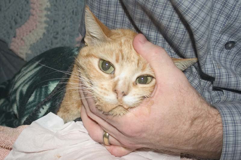 Force Feeding Cat Any Tips? Page 2 Cat Forum Cat Discussion Forums